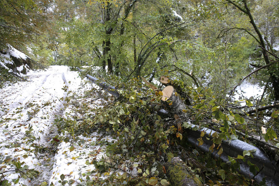 El Principado pide la ayuda de la Unidad Militar de Emergencias para hacer frente a las nevadas. 107 efectivos y 22 vehículos militares trabajan en la retirada de árboles caídos y en la apertura de carreteras en zonas del occidente. Esta mañana han rescatado, además, a una persona en Taladrid, en Ibias