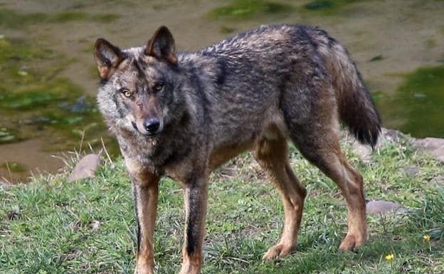 El lobo regresa a la Sierra del Sueve | El Comercio: Diario de Asturias