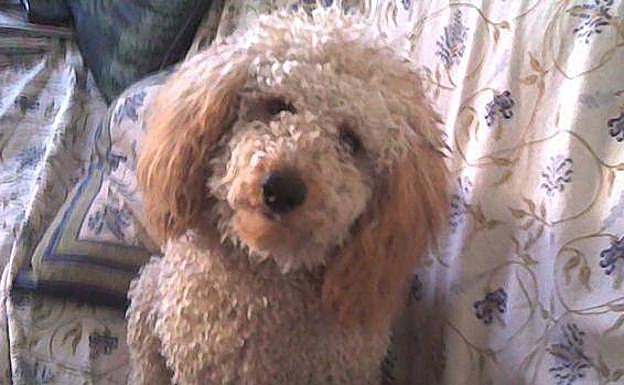 Un perro de la raza caniche.