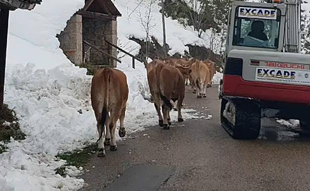 Final feliz para 46 vacas atrapadas en la nieve en Somiedo