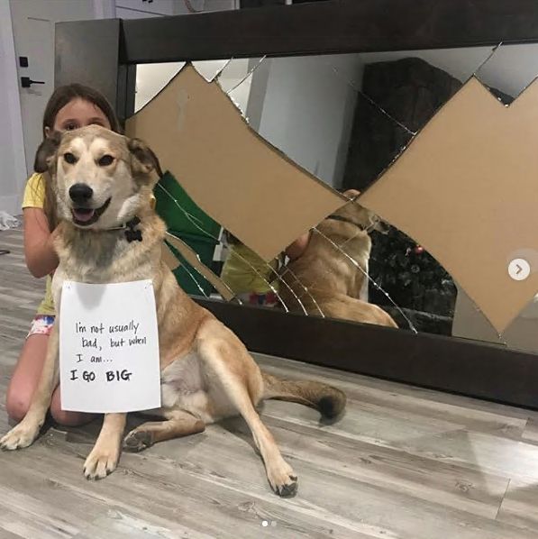 El perro que nunca entra en casa hasta que sus dueños le abren una puerta invisible