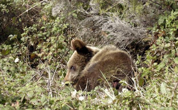 La denuncia se produce por las indemnizaciones recibidas por el ataque de un oso a diez ovejas en Cangas del Narcea. 