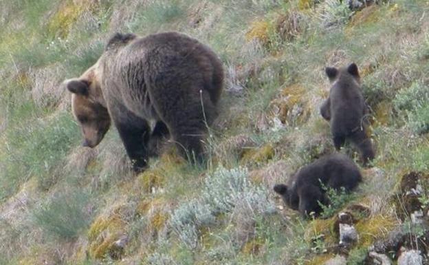 El turismo de observación de osos en Asturias genera un millón de euros al año