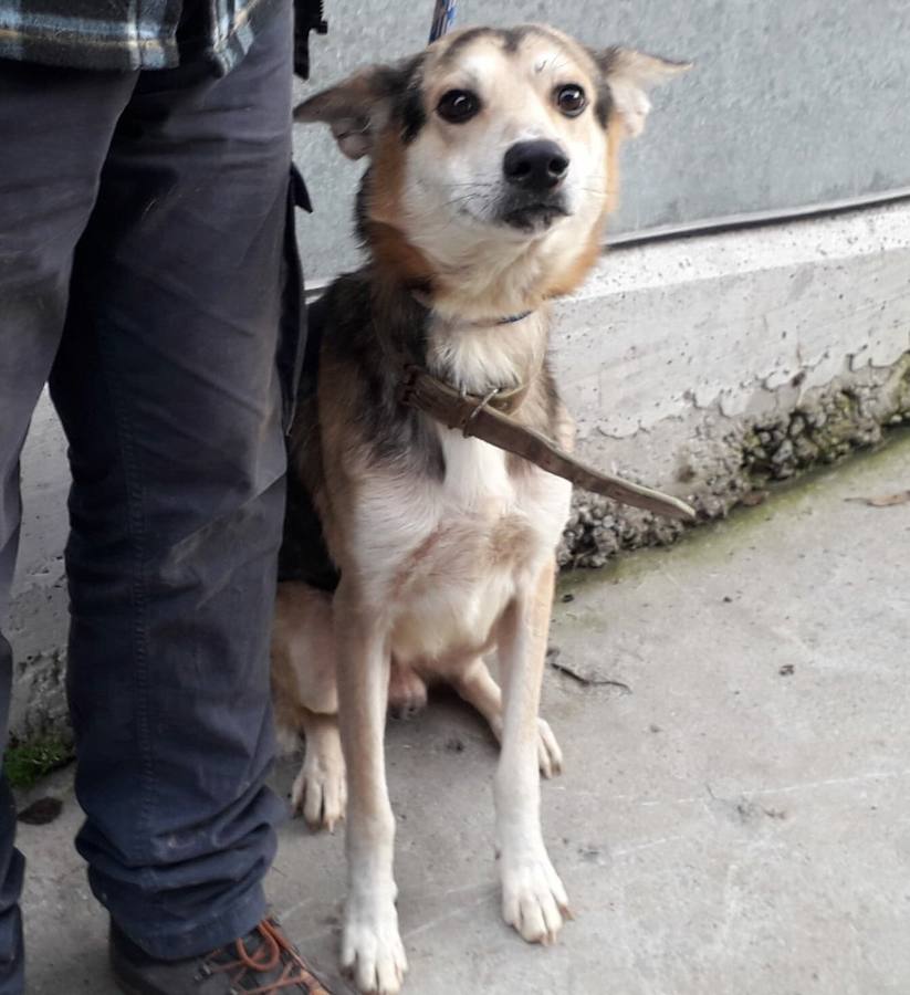 Movilización en las redes sociales para encontrar a los dueños de un perro perdido en Gijón