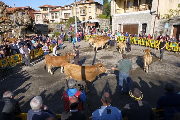 La muestra ganadera de Porrúa reunió ayer a 337 cabezas de ganado en el pueblo. 