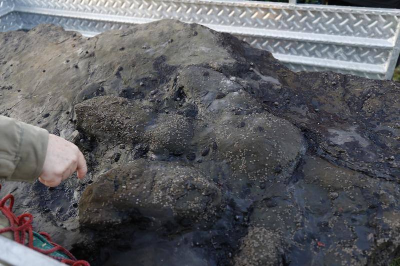 El equipo científico del Museo del Jurásico de Asturias (MUJA) ha recuperado hoy una huella de terópodo, un dinosaurio bípedo y carnívoro, de los acantilados de Tazones, en Villaviciosa, con la ayuda del helicóptero de Bomberos del Servicio de Emergencias del Principado de Asturias (SEPA)