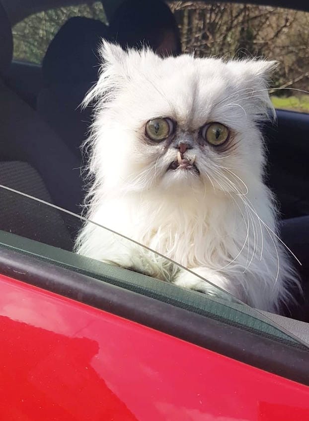 Este peculiar felino se ha convertido en toda una estrella de las redes sociales con su propia cuenta de Instagram