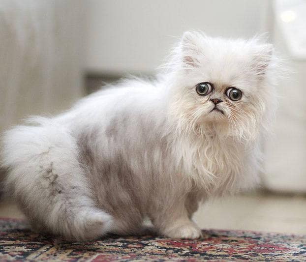 Este peculiar felino se ha convertido en toda una estrella de las redes sociales con su propia cuenta de Instagram