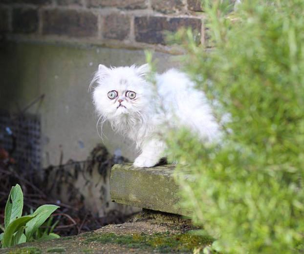 Este peculiar felino se ha convertido en toda una estrella de las redes sociales con su propia cuenta de Instagram