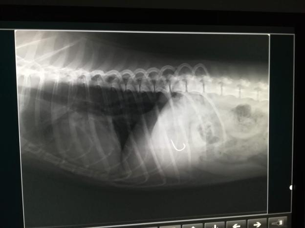 Radiografía del perro tras haber ingerido el anzuelo. 