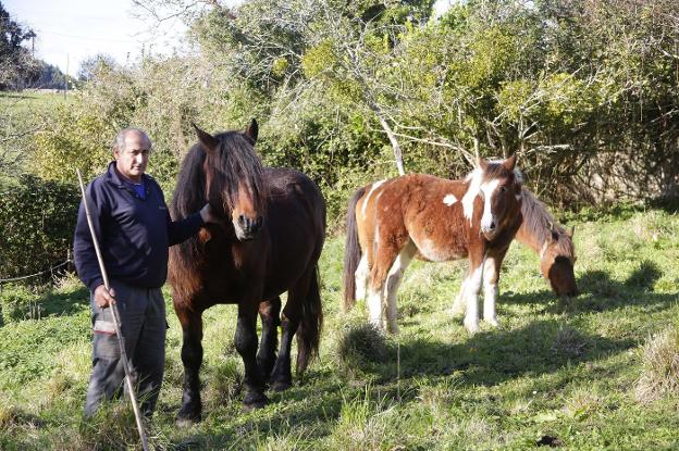 El ganadero colungués Gaspar Costales, con algunos de sus caballos. 