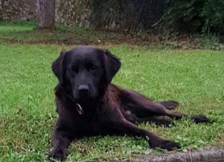 Movilización en Llanera para encontrar a 'Tobby'