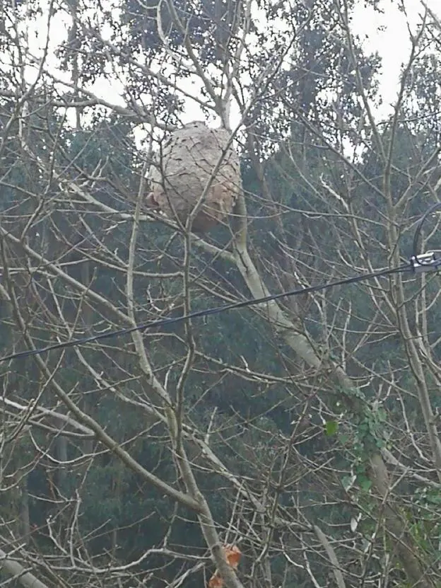 El nido de avispa asiática localizado en Quintes. 