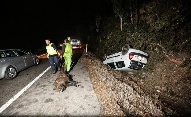 Medio Ambiente planteará al Ayuntamiento una actuación conjunta contra los jabalíes