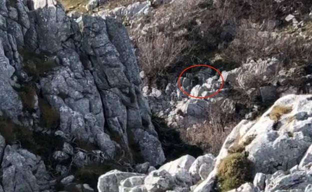 «¡Un oso en el Aramo!»