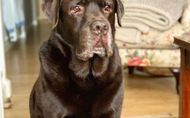 Choco, el perro de Lara Álvarez. 