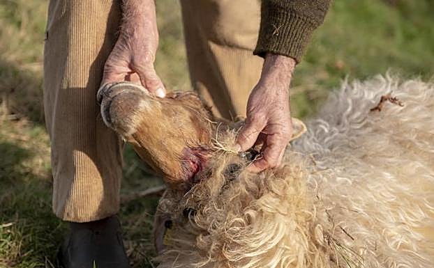 Una de las ovejas atacadas por el lobo en Piloña. 