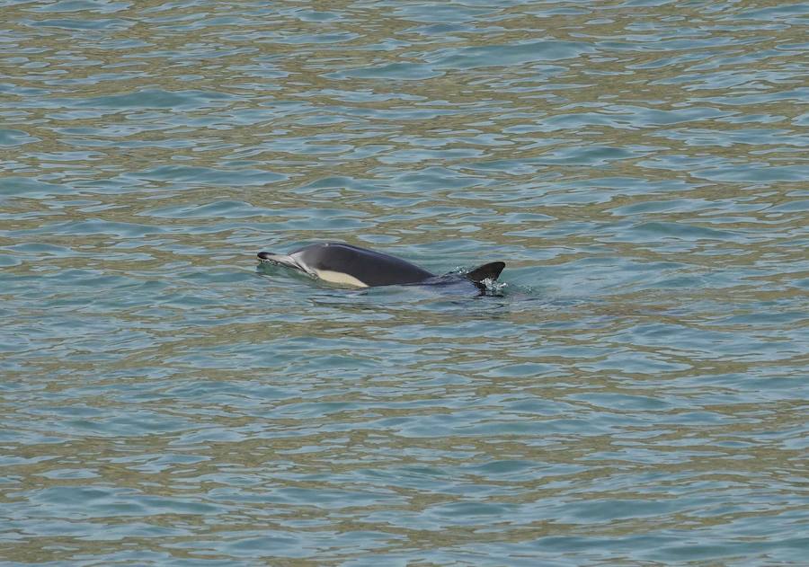 Un delfín nadaba a unos quince metros de la arena de la playa de El Sablón, esta mañana, despertando la curiosidad de muchos.