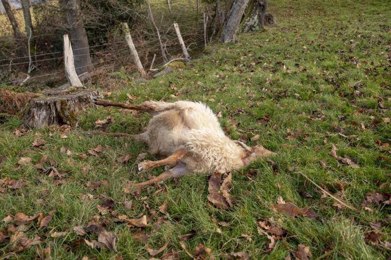 Un nuevo ataque del lobo ha sacudido, esta vez, a una pequeña ganadería piloñesa. A escasos metros de la localidad de Lozana, Loli Bermúdez y Víctor Molina comprobaban desolados esta mañana cómo los cánidos habían acabado con seis ovejas. Esta familia lleva más de dos décadas participando con algunos de sus animales en la tradicional cabalgata de Reyes de Gijón.