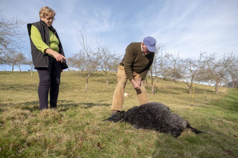 Un nuevo ataque del lobo ha sacudido, esta vez, a una pequeña ganadería piloñesa. A escasos metros de la localidad de Lozana, Loli Bermúdez y Víctor Molina comprobaban desolados esta mañana cómo los cánidos habían acabado con seis ovejas. Esta familia lleva más de dos décadas participando con algunos de sus animales en la tradicional cabalgata de Reyes de Gijón.