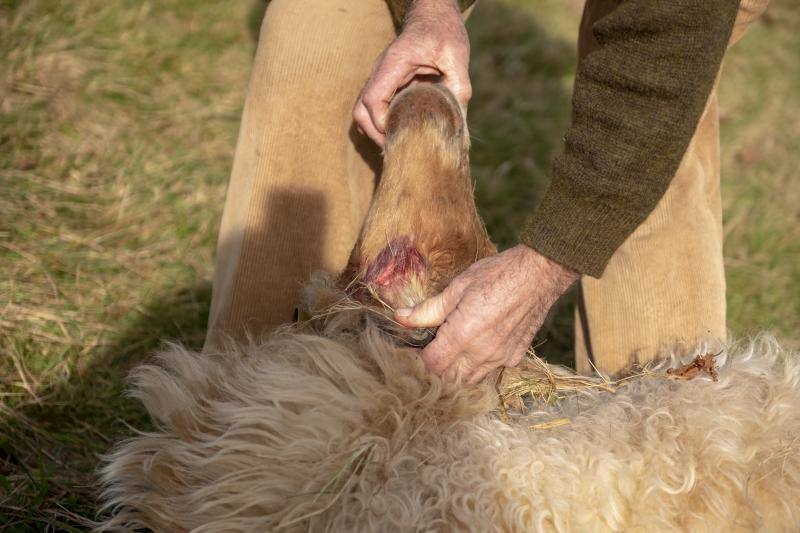 Un nuevo ataque del lobo ha sacudido, esta vez, a una pequeña ganadería piloñesa. A escasos metros de la localidad de Lozana, Loli Bermúdez y Víctor Molina comprobaban desolados esta mañana cómo los cánidos habían acabado con seis ovejas. Esta familia lleva más de dos décadas participando con algunos de sus animales en la tradicional cabalgata de Reyes de Gijón.