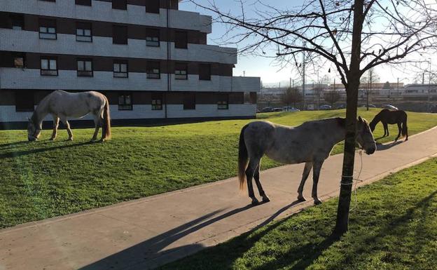 Varios caballos en una zona residencial de El Cerillero.