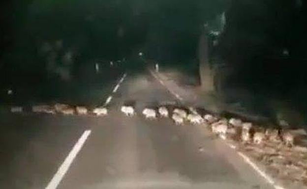 Cuidado en la carretera: papá jabalí, mamá jabalí y sus 30 crías