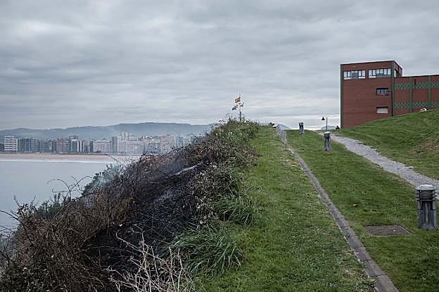 Matorral quemado en el cerro de Santa Catalina. 