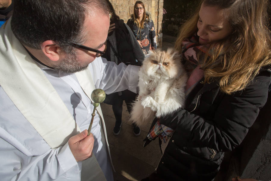 Fotos: Llaranes, La Magdalena y la ermita de Taborneda bendicen animales domésticos por San Antón