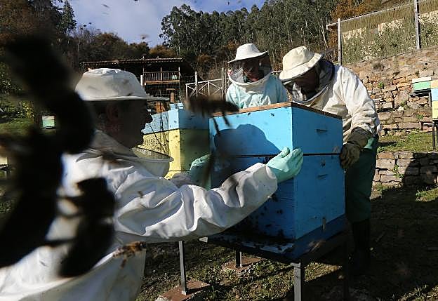 Apiario que AGA gestiona en el monte Deva. 