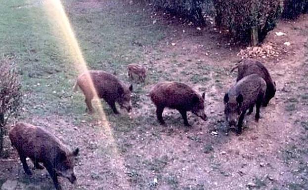 La Policía Local localiza a cuatro personas dando de comer a siete jabalíes en Oviedo