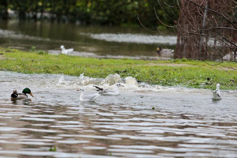 El Piles al límite de su capacidad baja con las aguas turbias y las consecuencias del temporal se dejan ver en distintos puntos de la ciudad