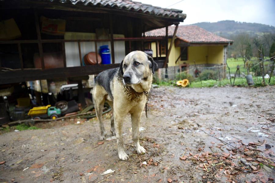 El río Trubia está desbordado en varios puntos, las alcantarillas anegadas y los portales de planta baja del grupo Coronel Baeza cubiertos de agua. Son algunas de las incidencias. 