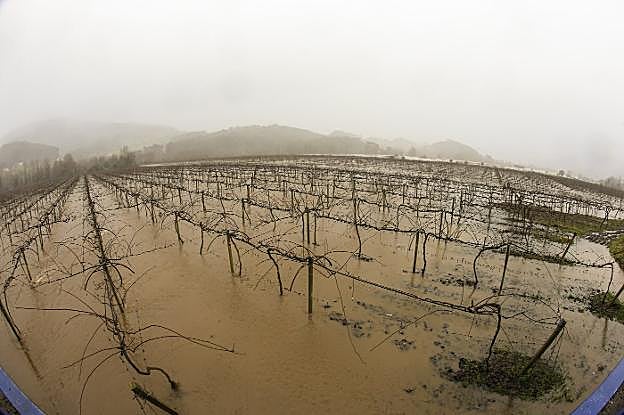 Plantación de kiwis en Pravia. :: DAMIÁN ARIENZA