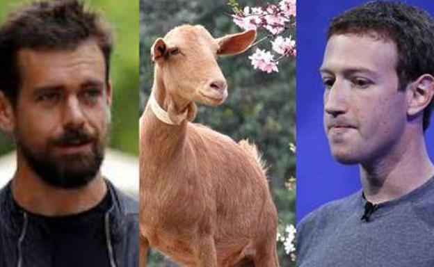 De izquierda a derecha, Jack Dorsey, una cabra y Mark Zuckerberg.