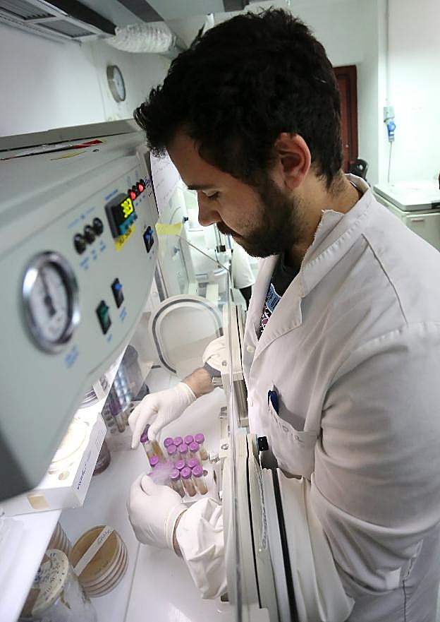 Un trabajador, en un laboratorio del IPLa, en Villaviciosa. 