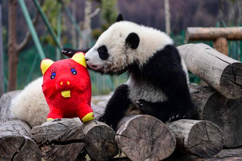 La Reserva Natural Nacional Wolong en Wenchuan, provincia de Sichuan, al suroeste de China, ha presentado a once cachorros de panda nacidos en 2018 para conmemorar el próximo Año Nuevo Lunar del Cerdo que comienza el 5 de febrero. Los peluches en forma de cerditos hicieron las delicias de los pequeños animales