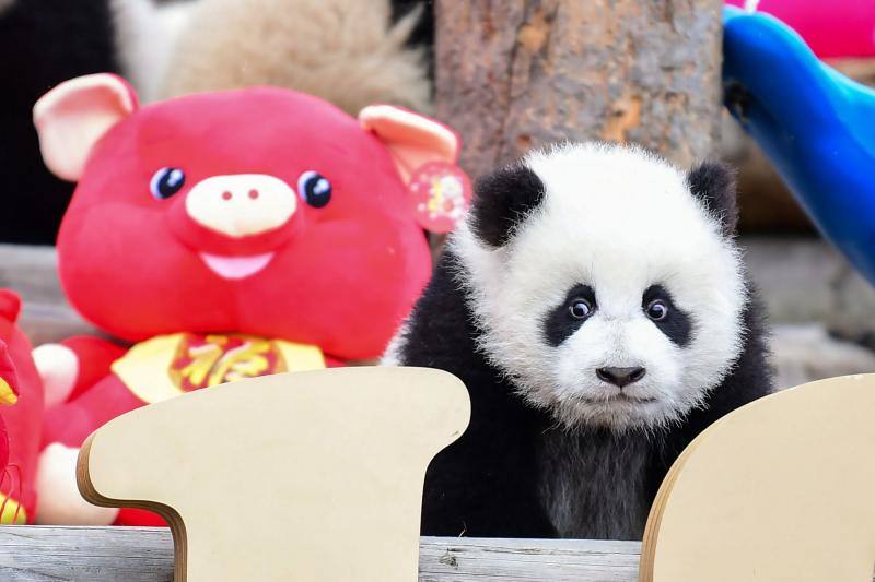La Reserva Natural Nacional Wolong en Wenchuan, provincia de Sichuan, al suroeste de China, ha presentado a once cachorros de panda nacidos en 2018 para conmemorar el próximo Año Nuevo Lunar del Cerdo que comienza el 5 de febrero. Los peluches en forma de cerditos hicieron las delicias de los pequeños animales