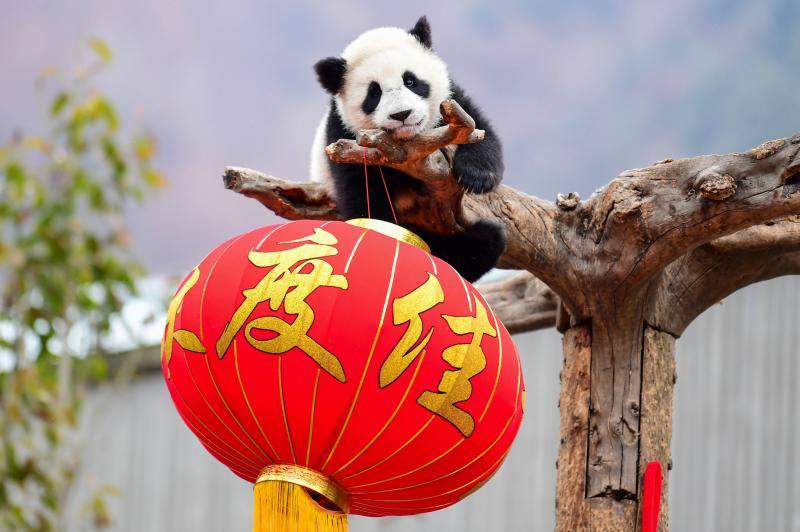 La Reserva Natural Nacional Wolong en Wenchuan, provincia de Sichuan, al suroeste de China, ha presentado a once cachorros de panda nacidos en 2018 para conmemorar el próximo Año Nuevo Lunar del Cerdo que comienza el 5 de febrero. Los peluches en forma de cerditos hicieron las delicias de los pequeños animales