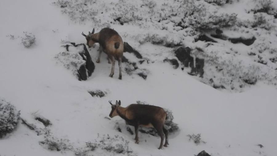 Las intensas nevadas que está dejando la borrasca 'Helena' a su paso por Asturias está complicando mucho la circulación por carretera, en especial, en los puertos de montaña. De hecho, se ha llegado a restringir el paso de camiones por Pajares y el Huerna y varios altos se han cerrado a todo tipo de vehículos. La nieve ha llegado incluso a la capital asturiana, que ha amanecido bajo un manto blanco. En otros puntos de la región, como Gijón, ha sido el granizo lo que ha cubierto de blanco las calles.