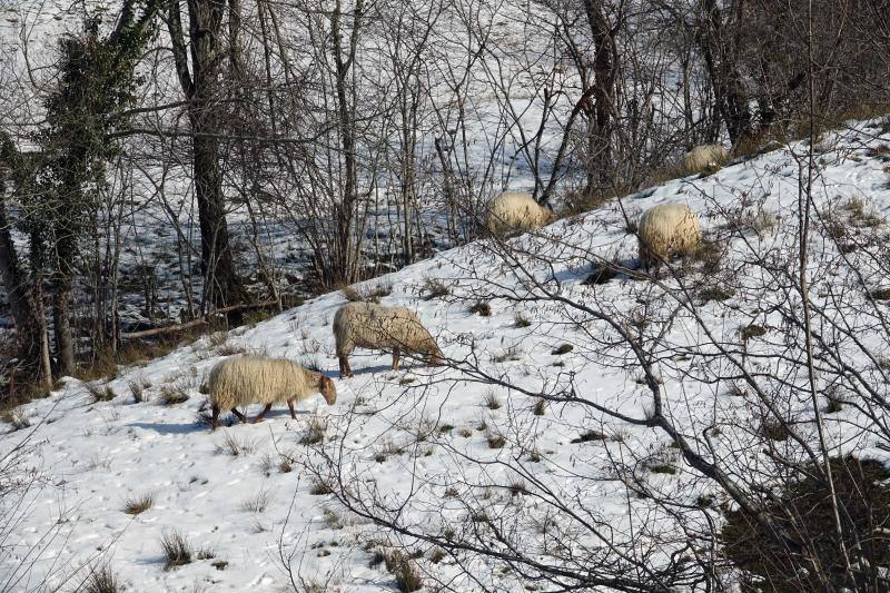 Las intensas nevadas han permitido incluso a algunos disfrutar de la nieve con sus esquís.