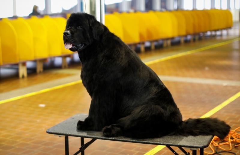 El Westminster Kennel Club, el certamen más antiguo de perros de pura raza de Estados Unidos, llega a su 143 edición con un su habitual alarde de elegancia y belleza entre los participantes. 