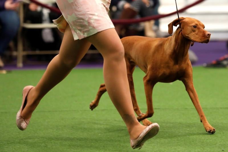 El Westminster Kennel Club, el certamen más antiguo de perros de pura raza de Estados Unidos, llega a su 143 edición con un su habitual alarde de elegancia y belleza entre los participantes. 