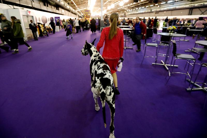 El Westminster Kennel Club, el certamen más antiguo de perros de pura raza de Estados Unidos, llega a su 143 edición con un su habitual alarde de elegancia y belleza entre los participantes. 