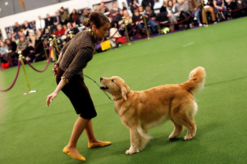 El Westminster Kennel Club, el certamen más antiguo de perros de pura raza de Estados Unidos, llega a su 143 edición con un su habitual alarde de elegancia y belleza entre los participantes. 