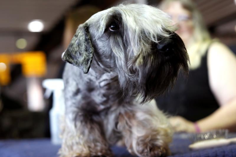 El Westminster Kennel Club, el certamen más antiguo de perros de pura raza de Estados Unidos, llega a su 143 edición con un su habitual alarde de elegancia y belleza entre los participantes. 