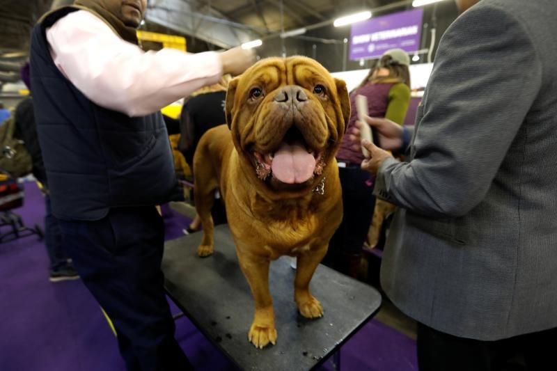El Westminster Kennel Club, el certamen más antiguo de perros de pura raza de Estados Unidos, llega a su 143 edición con un su habitual alarde de elegancia y belleza entre los participantes. 