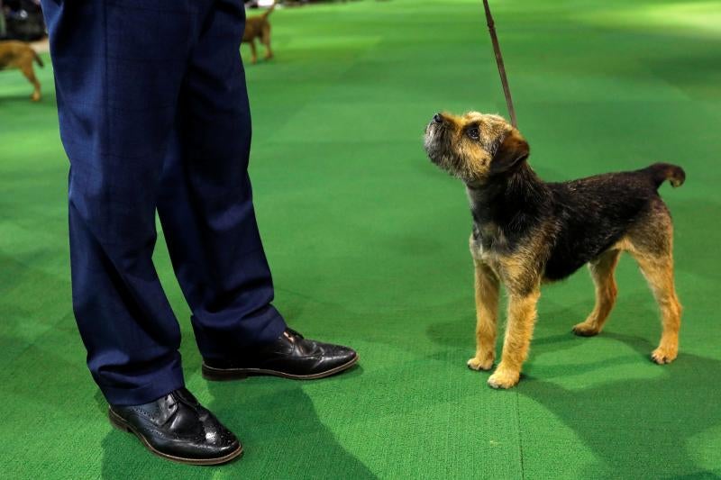 El Westminster Kennel Club, el certamen más antiguo de perros de pura raza de Estados Unidos, llega a su 143 edición con un su habitual alarde de elegancia y belleza entre los participantes. 