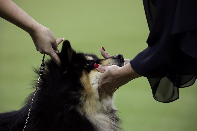 El Westminster Kennel Club, el certamen más antiguo de perros de pura raza de Estados Unidos, llega a su 143 edición con un su habitual alarde de elegancia y belleza entre los participantes. 