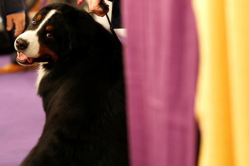El Westminster Kennel Club, el certamen más antiguo de perros de pura raza de Estados Unidos, llega a su 143 edición con un su habitual alarde de elegancia y belleza entre los participantes. 